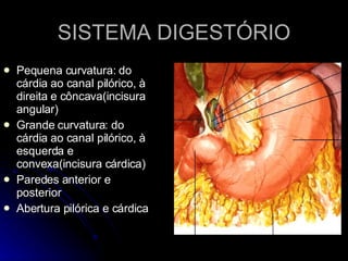 SISTEMA DIGESTÓRIO Pequena curvatura: do cárdia ao canal pilórico, à direita e côncava(incisura angular) Grande curvatura: do cárdia ao canal pilórico, à esquerda e convexa(incisura cárdica) Paredes anterior e posterior Abertura pilórica e cárdica 