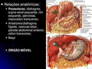 Relações anatômicas: Posteriores : diafragma, supra-renal esquerda, rim esquerdo, pâncreas, mesocólon transverso; Anteriores:diafragma, fígado, vesícula biliar, parede abdominal anterior, cólon transverso; Baço ÓRGÃO MÓVEL 