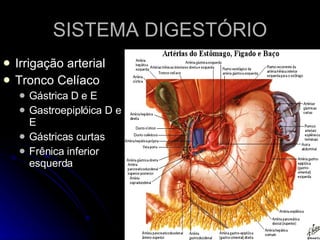 SISTEMA DIGESTÓRIO Irrigação arterial Tronco Celíaco Gástrica D e E Gastroepiplóica D e E Gástricas curtas Frênica inferior esquerda 