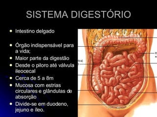 SISTEMA DIGESTÓRIO Intestino delgado Órgão indispensável para a vida; Maior parte da digestão Desde o piloro até válvula ileocecal Cerca de 5 a 8m Mucosa com estrias circulares e glândulas de absorção Divide-se em duodeno, jejuno e íleo. 