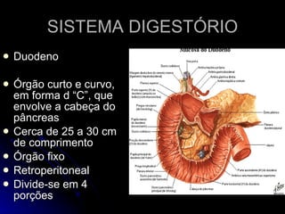 SISTEMA DIGESTÓRIO Duodeno Órgão curto e curvo, em forma d “C”, que envolve a cabeça do pâncreas Cerca de 25 a 30 cm de comprimento Órgão fixo  Retroperitoneal Divide-se em 4 porções 