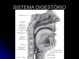SISTEMA DIGESTÓRIO 