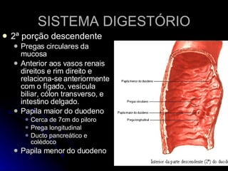 SISTEMA DIGESTÓRIO 2ª porção descendente Pregas circulares da mucosa Anterior aos vasos renais direitos e rim direito e relaciona-se anteriormente com o fígado, vesícula biliar, cólon transverso, e intestino delgado. Papila maior do duodeno Cerca de 7cm do piloro Prega longitudinal Ducto pancreático e colédoco Papila menor do duodeno 