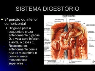 SISTEMA DIGESTÓRIO 3ª porção ou inferior ou horizontal Dirige-se para a esquerda e cruza anteriormente o psoas D, a veia cava inferior, a aorta, o psoas E. Relaciona-se anteriormente com a raiz do mesentério e com os vasos mesentéricos superiores 