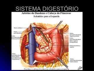 SISTEMA DIGESTÓRIO 