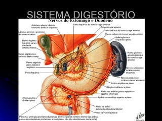 SISTEMA DIGESTÓRIO 