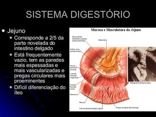SISTEMA DIGESTÓRIO Jejuno Corresponde a 2/5 da parte novelada do intestino delgado Está frequentemente vazio, tem as paredes mais espessadas e mais vascularizadas e pregas circulares mais proeminentes Difícil diferenciação do íleo 