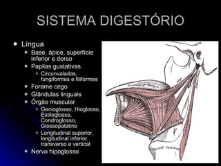 SISTEMA DIGESTÓRIO Língua Base, ápice, superfície inferior e dorso Papilas gustativas Circunvaladas, fungiformes e filiformes Forame cego Glândulas linguais Órgão muscular Genioglosso, Hioglosso, Estiloglosso, Condroglosso, Glossopalatino Longitudinal superior, longitudinal inferior, transverso e vertical Nervo hipoglosso 