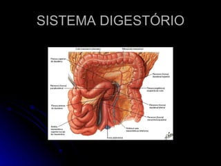 SISTEMA DIGESTÓRIO 
