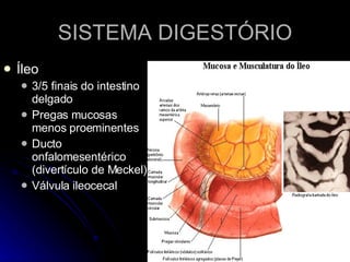 SISTEMA DIGESTÓRIO Íleo 3/5 finais do intestino delgado Pregas mucosas menos proeminentes Ducto onfalomesentérico (divertículo de Meckel) Válvula ileocecal 