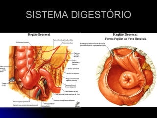 SISTEMA DIGESTÓRIO 