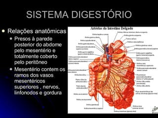 SISTEMA DIGESTÓRIO Relações anatômicas Presos à parede posterior do abdome pelo mesentério e totalmente coberto pelo peritôneo Mesentério contem os ramos dos vasos mesentéricos superiores , nervos, linfonodos e gordura 