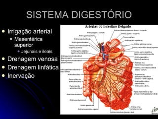 SISTEMA DIGESTÓRIO Irrigação arterial Mesentérica superior Jejunais e ileais Drenagem venosa Drenagem linfática Inervação  