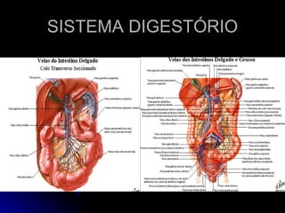 SISTEMA DIGESTÓRIO 