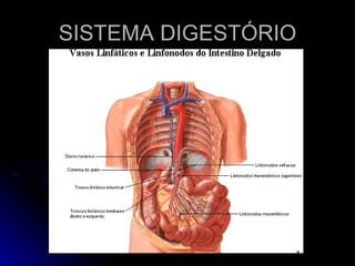 SISTEMA DIGESTÓRIO 