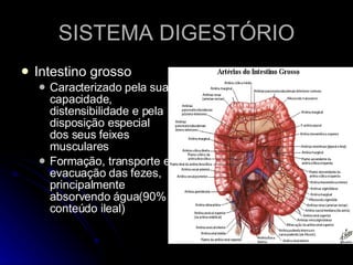 SISTEMA DIGESTÓRIO Intestino grosso Caracterizado pela sua capacidade, distensibilidade e pela disposição especial dos seus feixes musculares Formação, transporte e evacuação das fezes, principalmente absorvendo água(90% conteúdo ileal) 