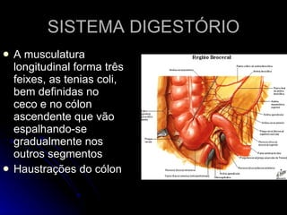 SISTEMA DIGESTÓRIO A musculatura longitudinal forma três feixes, as tenias coli, bem definidas no ceco e no cólon ascendente que vão espalhando-se gradualmente nos outros segmentos Haustrações do cólon 