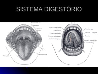 SISTEMA DIGESTÓRIO 