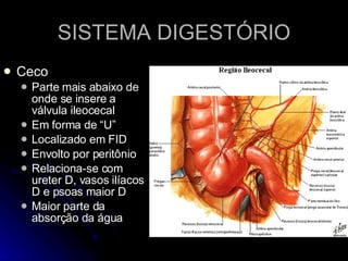 SISTEMA DIGESTÓRIO Ceco  Parte mais abaixo de onde se insere a válvula ileocecal Em forma de “U” Localizado em FID Envolto por peritônio Relaciona-se com ureter D, vasos ilíacos D e psoas maior D Maior parte da absorção da água 