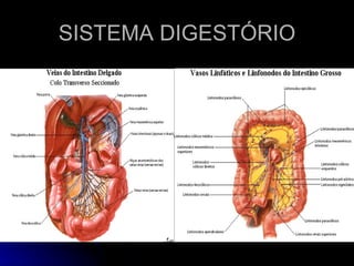 SISTEMA DIGESTÓRIO 