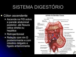 SISTEMA DIGESTÓRIO Cólon ascendente Ascende na FID sobre a parede abdominal posterior, até flexura cólica direita ou hepática Retroperitoneal Relação com rim D posteriormente e com intestino delgado e fígado anteriormente 