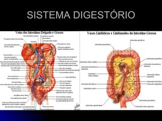 SISTEMA DIGESTÓRIO 