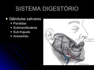 SISTEMA DIGESTÓRIO Glândulas salivares Parótidas Submandibulares Sub linguais Acessórias 