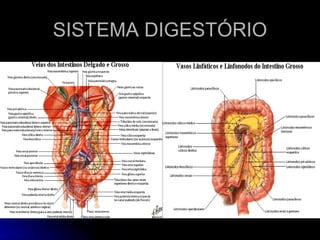 SISTEMA DIGESTÓRIO 