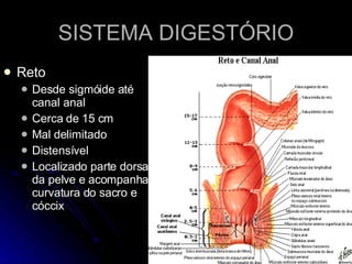 SISTEMA DIGESTÓRIO Reto Desde sigmóide até canal anal Cerca de 15 cm Mal delimitado Distensível Localizado parte dorsal da pelve e acompanha curvatura do sacro e cóccix 