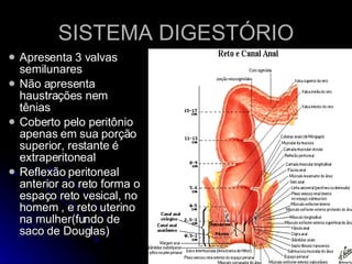 SISTEMA DIGESTÓRIO Apresenta 3 valvas semilunares Não apresenta haustrações nem tênias Coberto pelo peritônio apenas em sua porção superior, restante é extraperitoneal Reflexão peritoneal anterior ao reto forma o espaço reto vesical, no homem , e reto uterino na mulher(fundo de saco de Douglas) 