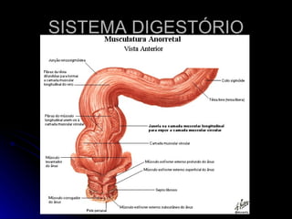 SISTEMA DIGESTÓRIO 