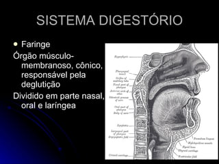 SISTEMA DIGESTÓRIO Faringe Órgão músculo-membranoso, cônico, responsável pela deglutição Dividido em parte nasal, oral e laríngea 
