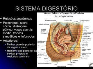 SISTEMA DIGESTÓRIO Relações anatômicas Posteriores: sacro, cóccix, diafragma pélvico, vasos sacrais médio, troncos simpáticos e linfonodos Anteriores:  Mulher: parede posterior da vagina e útero Homem: face posterior da bexiga, próstata e vesículas seminais 