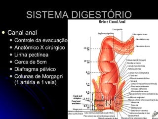 SISTEMA DIGESTÓRIO Canal anal Controle da evacuação Anatômico X cirúrgico Linha pectínea  Cerca de 5cm  Diafragma pélvico Colunas de Morgagni (1 artéria e 1 veia) 