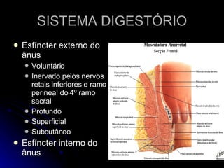 SISTEMA DIGESTÓRIO Esfíncter externo do ânus Voluntário  Inervado pelos nervos retais inferiores e ramo perineal do 4º ramo sacral Profundo Superficial Subcutâneo  Esfíncter interno do ânus 