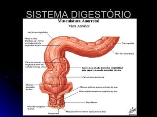 SISTEMA DIGESTÓRIO 