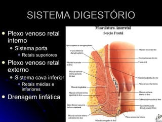 SISTEMA DIGESTÓRIO Plexo venoso retal interno Sistema porta Retais superiores Plexo venoso retal externo Sistema cava inferior Retais médias e inferiores Drenagem linfática 