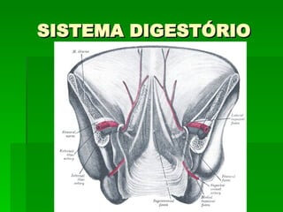 SISTEMA DIGESTÓRIO 