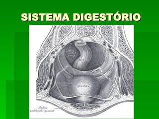 SISTEMA DIGESTÓRIO 