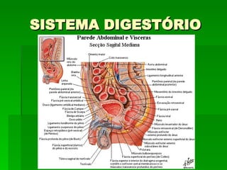 SISTEMA DIGESTÓRIO 