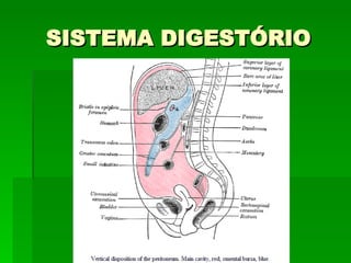 SISTEMA DIGESTÓRIO 
