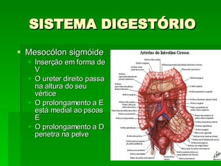 SISTEMA DIGESTÓRIO Mesocólon sigmóide Inserção em forma de V O ureter direito passa na altura do seu vértice O prolongamento a E está medial ao psoas E O prolongamento a D penetra na pelve 