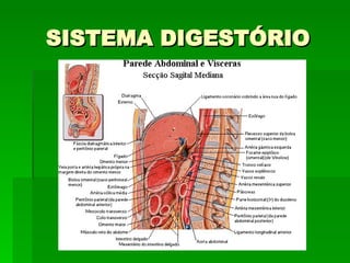 SISTEMA DIGESTÓRIO 