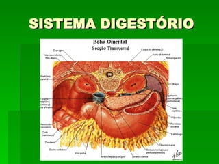 SISTEMA DIGESTÓRIO 