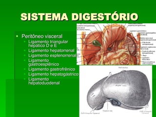 SISTEMA DIGESTÓRIO Peritôneo visceral Ligamento triangular hepático D e E Ligamento hepatorrenal Ligamento esplenorrenal Ligamento gastroesplênico Ligamento gastrofrênico Ligamento hepatogástrico Ligamento hepatoduodenal 