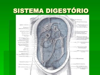 SISTEMA DIGESTÓRIO 