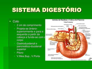 SISTEMA DIGESTÓRIO Colo 2 cm de comprimento Projeta-se ântero-superiormente e para a esquerda a partir da cabeça e funde-se com o corpo Gastroduodenal e pancreático-duodenal superior Piloro V.Mes.Sup., V.Porta 