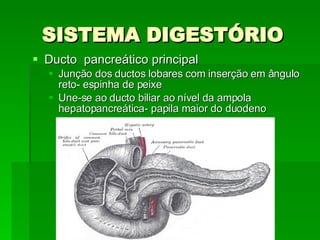SISTEMA DIGESTÓRIO Ducto  pancreático principal Junção dos ductos lobares com inserção em ângulo reto- espinha de peixe Une-se ao ducto biliar ao nível da ampola hepatopancreática- papila maior do duodeno 