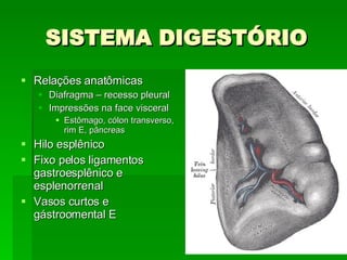SISTEMA DIGESTÓRIO Relações anatômicas Diafragma – recesso pleural Impressões na face visceral Estômago, cólon transverso, rim E, pâncreas Hilo esplênico Fixo pelos ligamentos gastroesplênico e esplenorrenal Vasos curtos e gástroomental E 