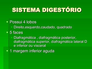 SISTEMA DIGESTÓRIO Possui 4 lobos Direito,esquerdo,caudado, quadrado 5 faces Diafragmática , diafragmática posterior, diafragmática superior, diafragmática lateral D e inferior ou visceral  1 margem inferior aguda 